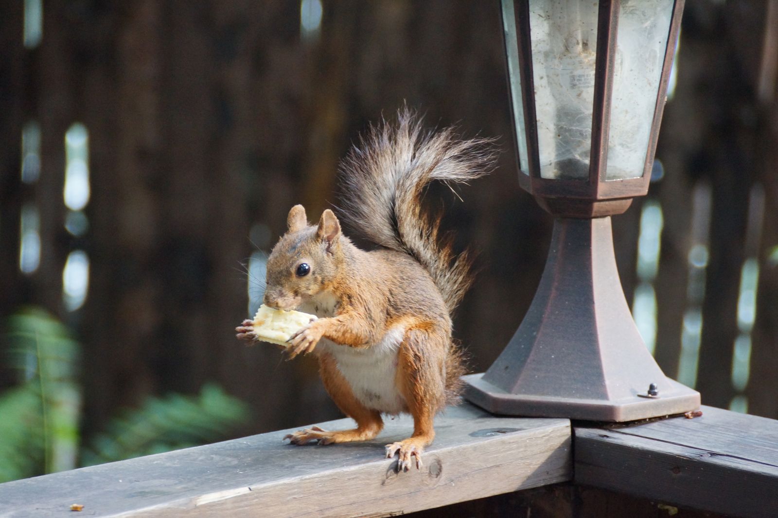 True-to-Size Wood vs. Vinyl Sleeves: Selecting the Right Solar Post Cap Adapter Base