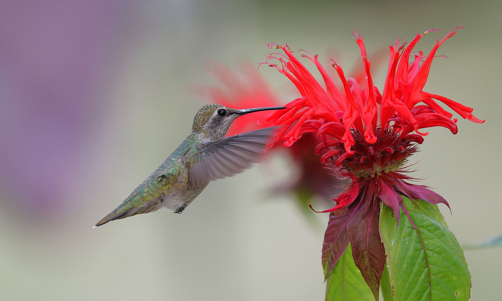 From 2,300 Degrees to Your Garden: The Craft and Artistry Behind Blown Glass Feeders
