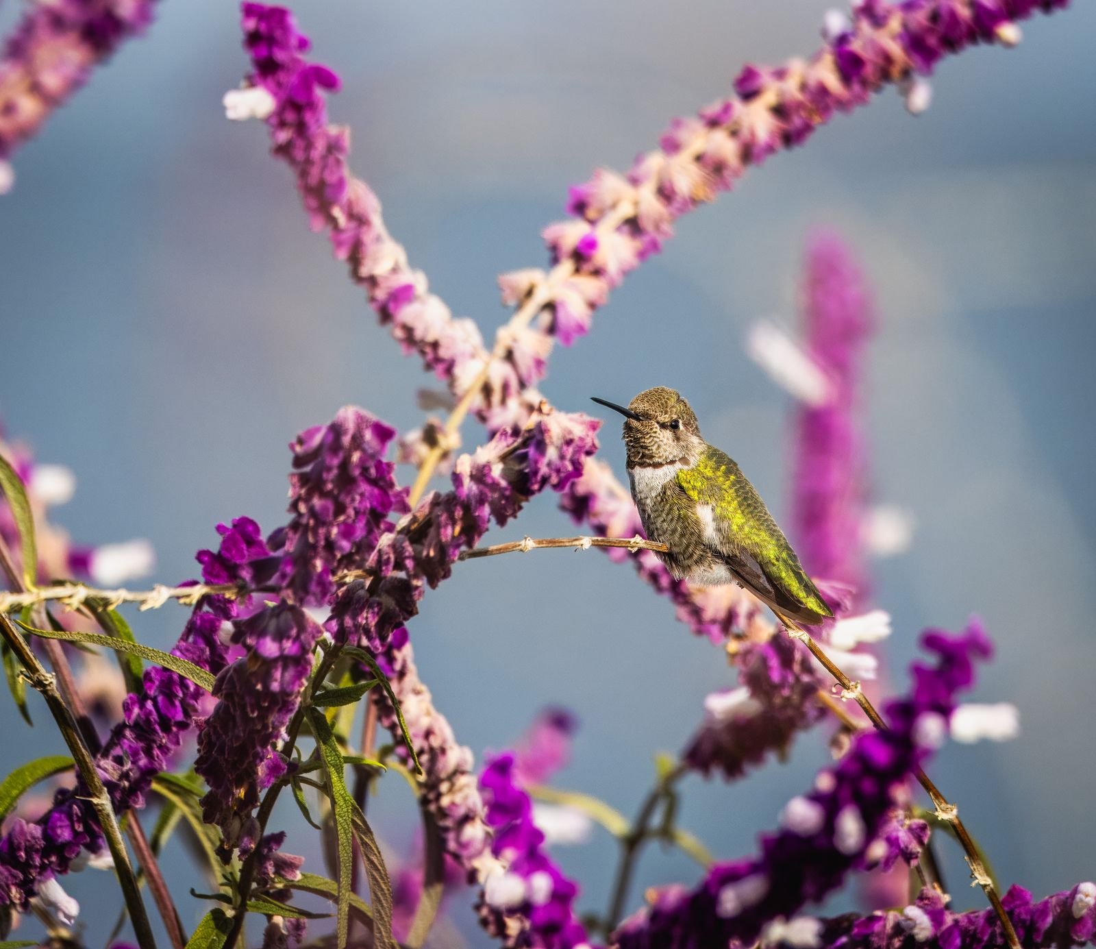 Best Rust-Resistant Solar Hummingbird Feeders for Coastal & Humid Climates