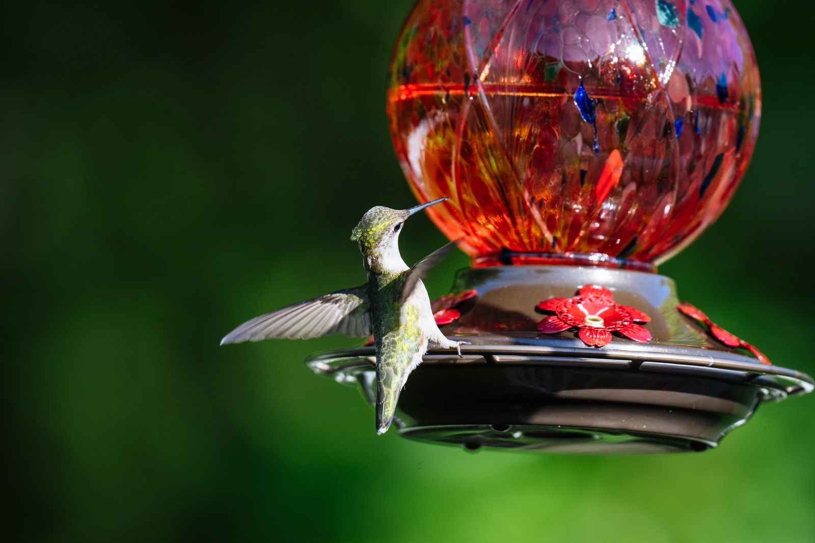 Best Early Spring Hummingbird Feeder: Hand-Blown Glass vs. Standard Plastic