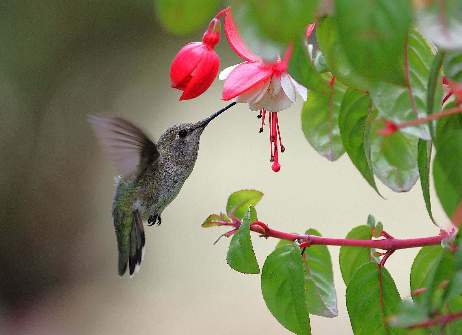 7 Best Gifts for Hummingbird Lovers That Bring Year-Round Garden Delight
