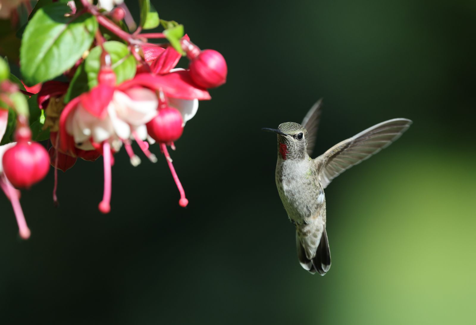 Best Hummingbird Feeders for Hot Climates: Preventing Fermentation & Leakage