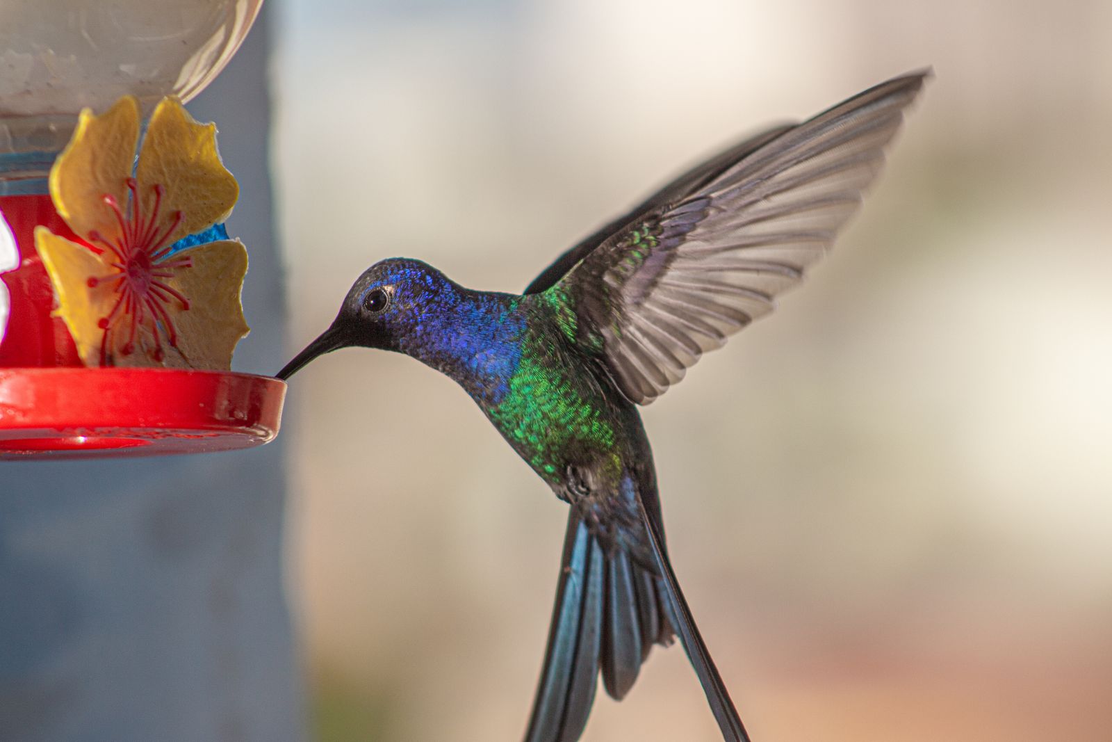 The Ultimate Buying Guide to Leak-Proof Hummingbird Feeders That Deter Pests