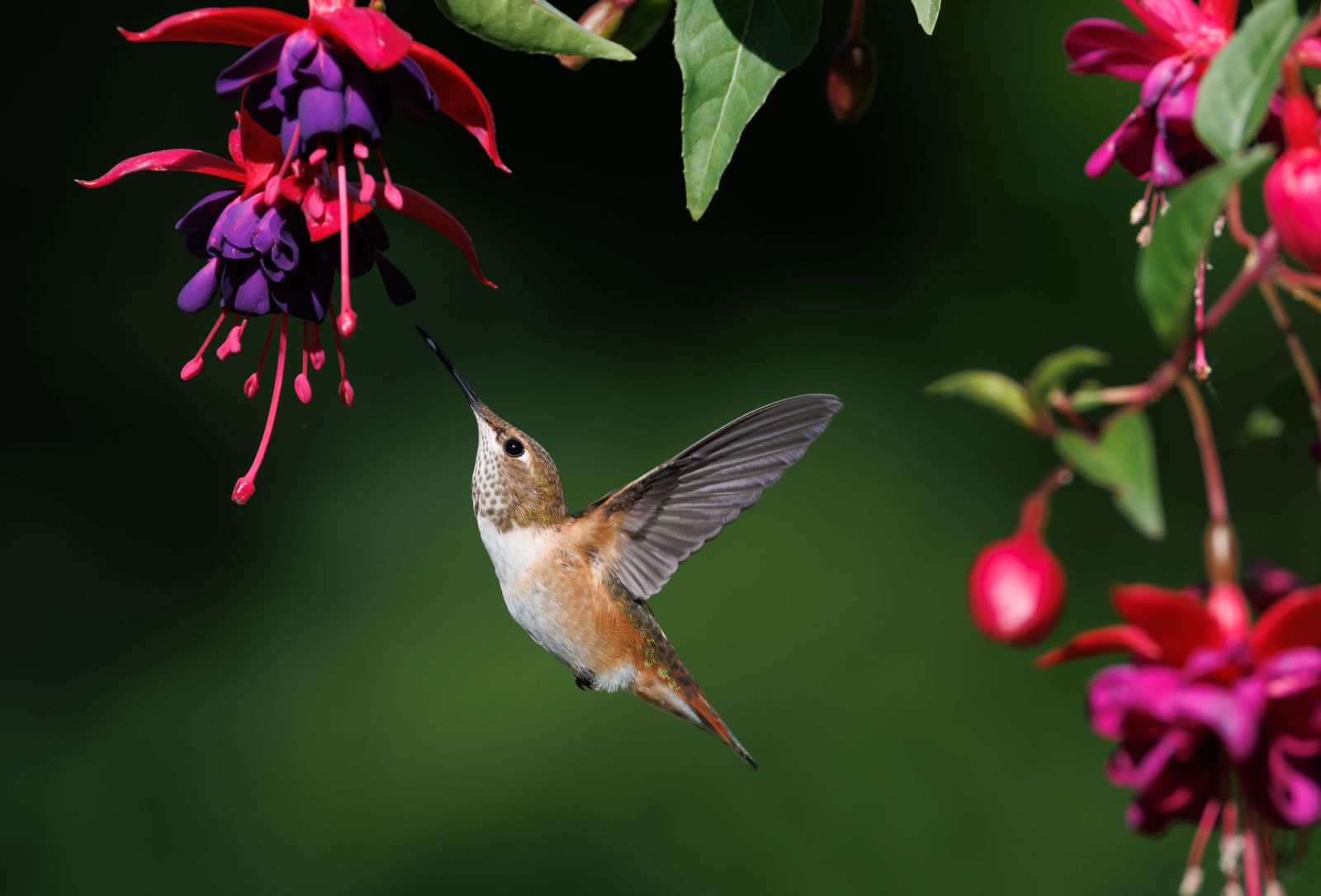 The Ultimate Buying Guide to Leak-Proof Hummingbird Feeders: Engineering a Drip-Free Sanctuary