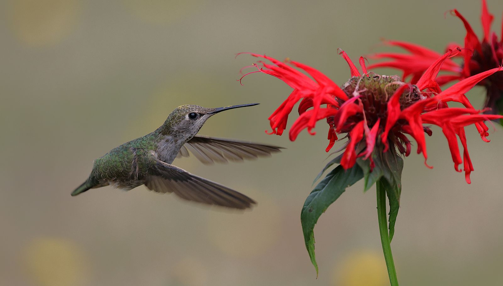Best Leak-Proof Hummingbird Feeders: Engineering, Physics, and Garden Aesthetics
