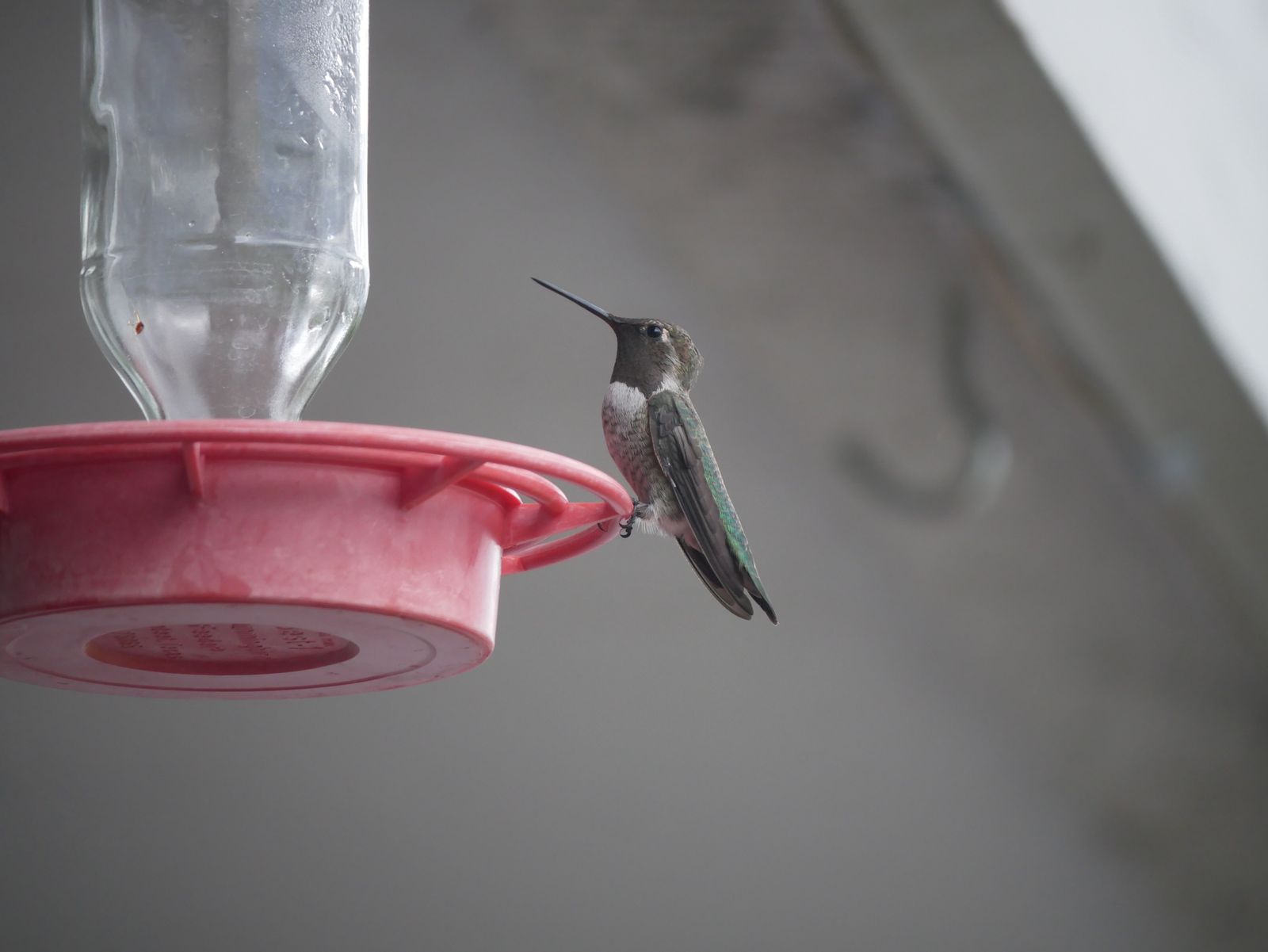 What Makes a Hummingbird Feeder Leak-Proof: Vacuum Seals and Thermal Drips