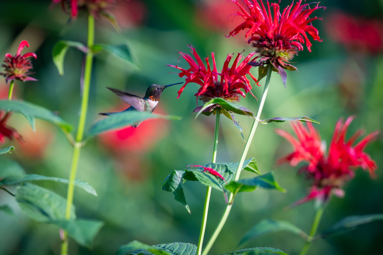 The Ultimate Buying Guide to Leak-Proof and Bee-Resistant Solar Hummingbird Feeders