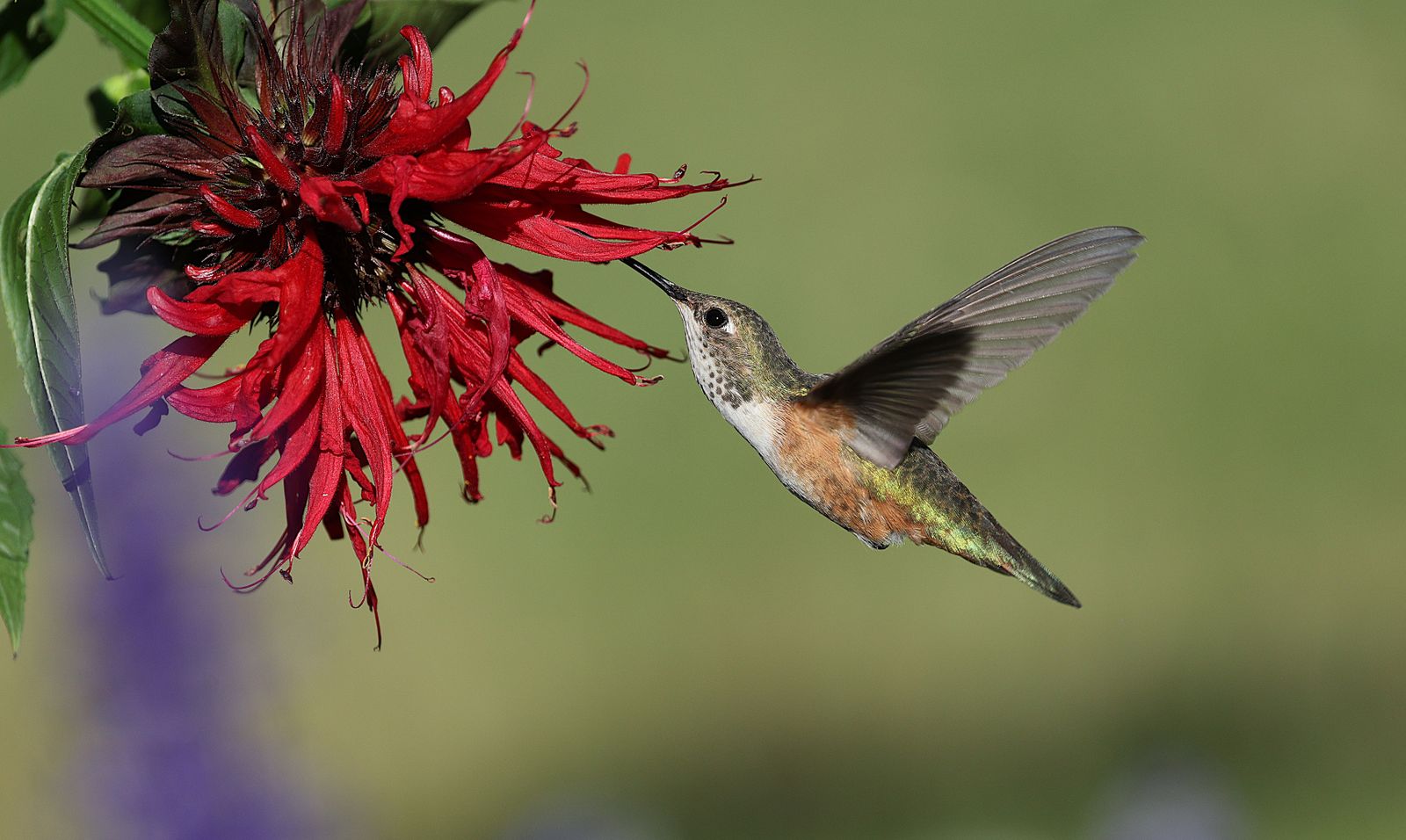 Best Leak-Proof Hummingbird Feeders for Hot Climates: A Summer Buyer's Guide