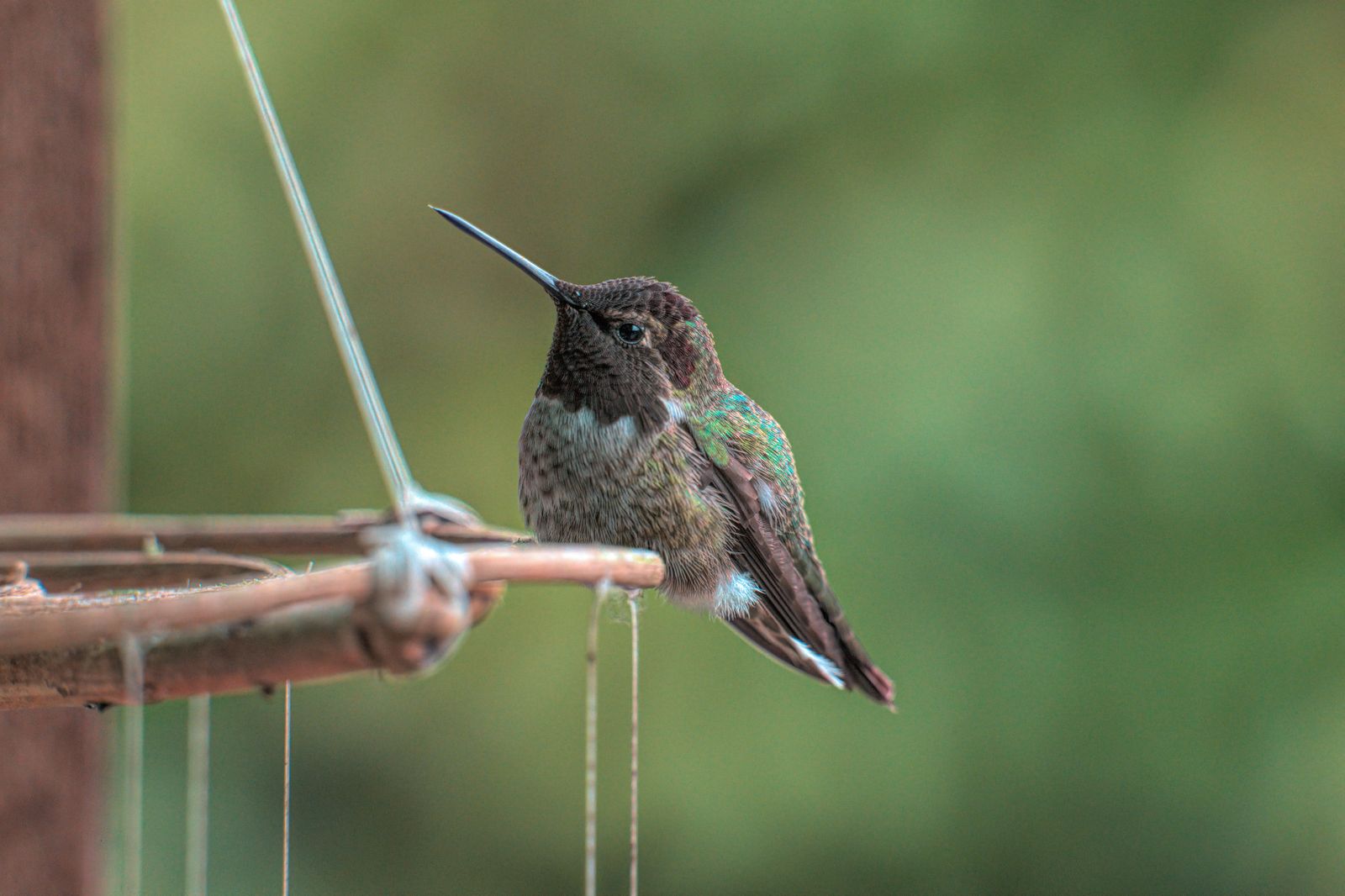 How to Choose a Non-Toxic Glass and Metal Hummingbird Feeder
