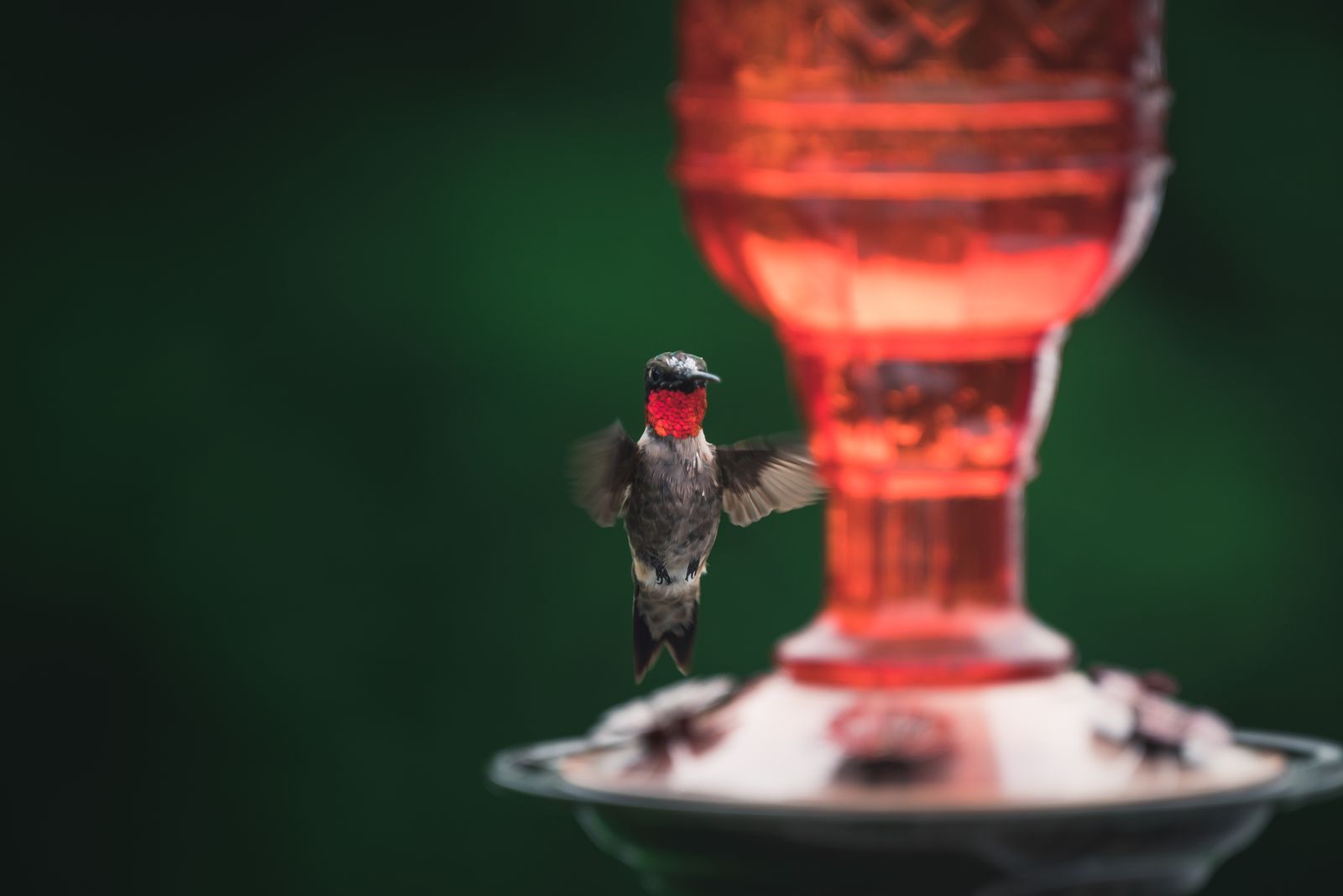What Makes a Solar Hummingbird Feeder Truly Waterproof? Cap Durability Buying Guide