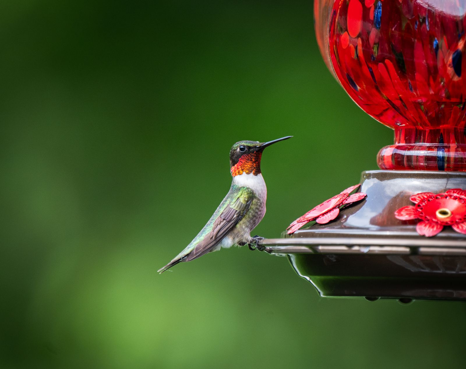 Best Birthday Gifts for Hummingbird Lovers: Solar Feeder FAQ & Guide
