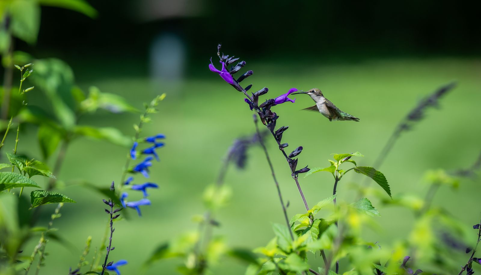 Cats in the Garden: How to Run a Hummingbird Feeder Safely