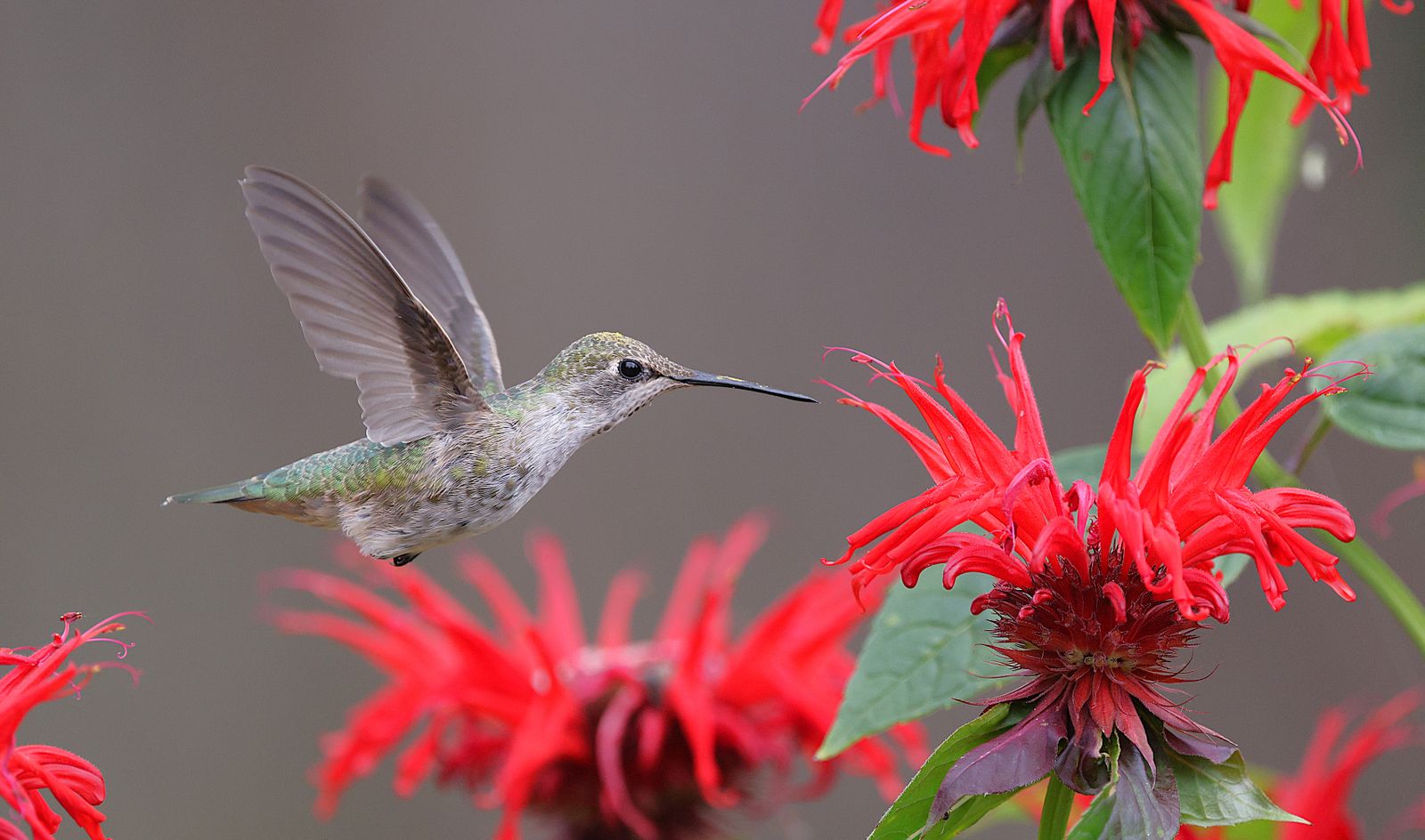 How to Keep Your Hand-Blown Glass Solar Hummingbird Feeder Sparkling Clean