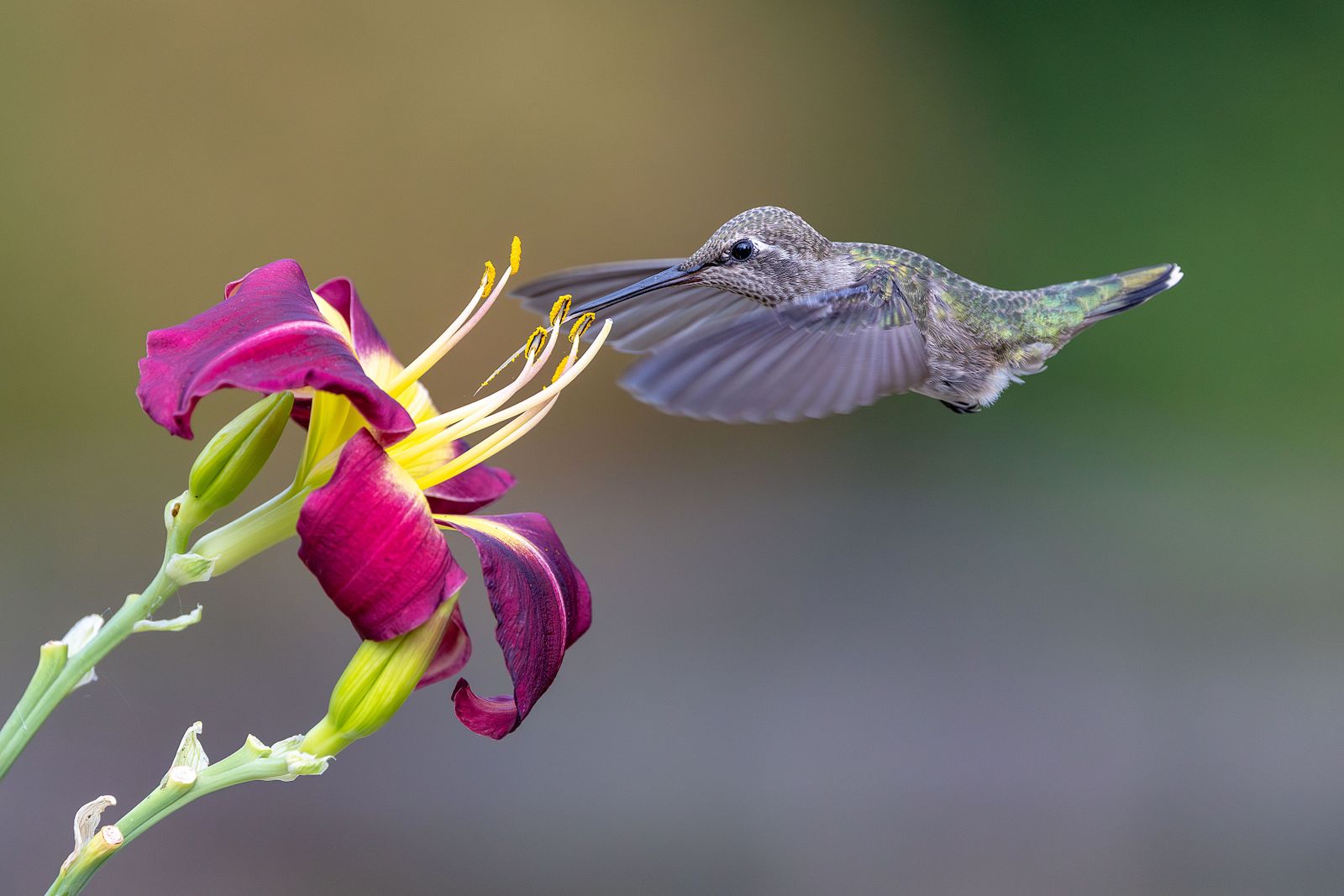 How to Clean a Solar Hummingbird Feeder Without Water Damage