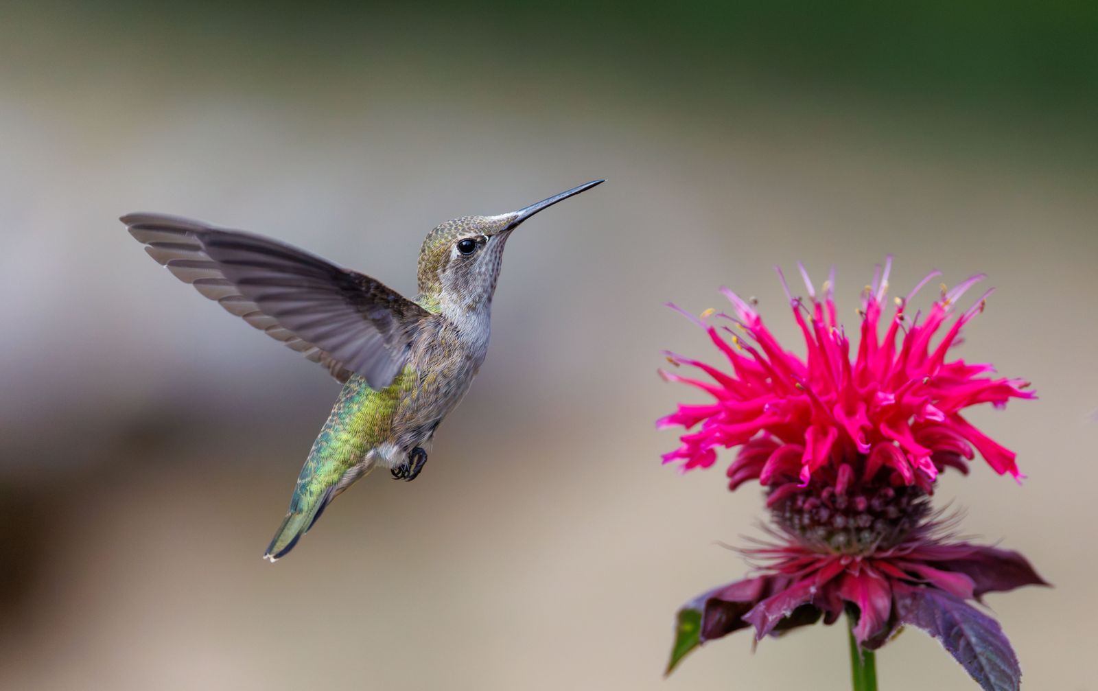Spring Backyard Checklist: How to Create a Glowing Hummingbird Sanctuary