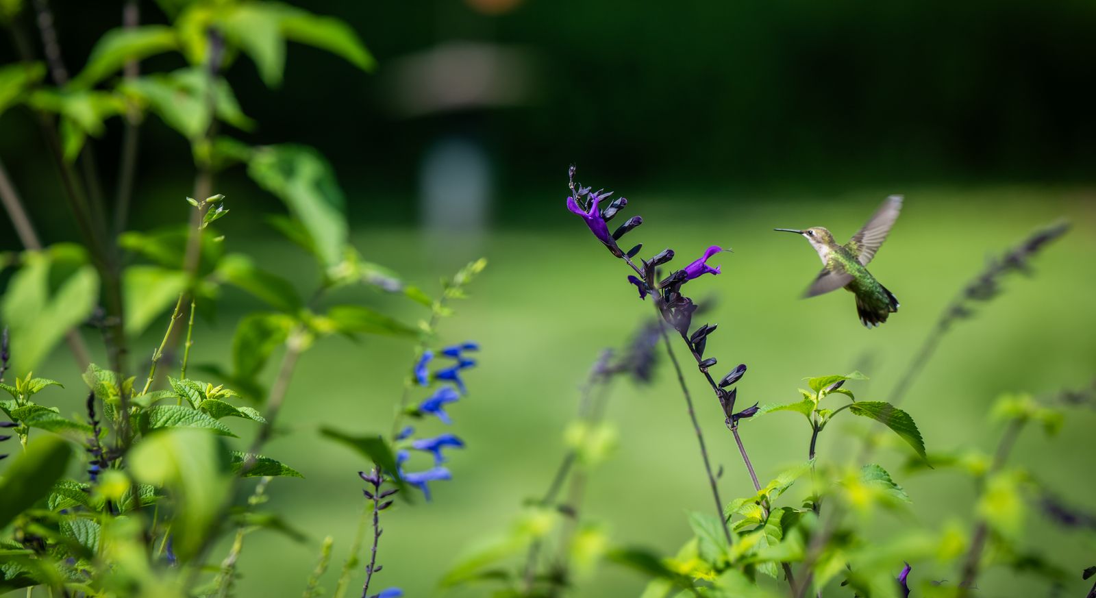 Do Hummingbirds Feed at Night? Twilight Behavior & Solar Feeders