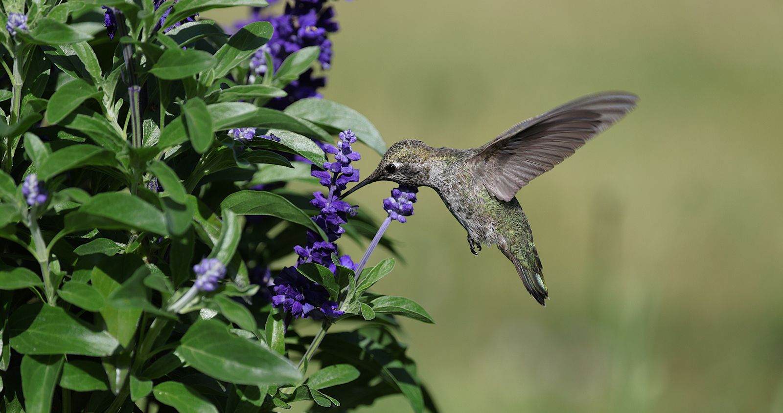 Transforming Your Backyard into an Evening Sanctuary for Hummingbirds and Nature Lovers