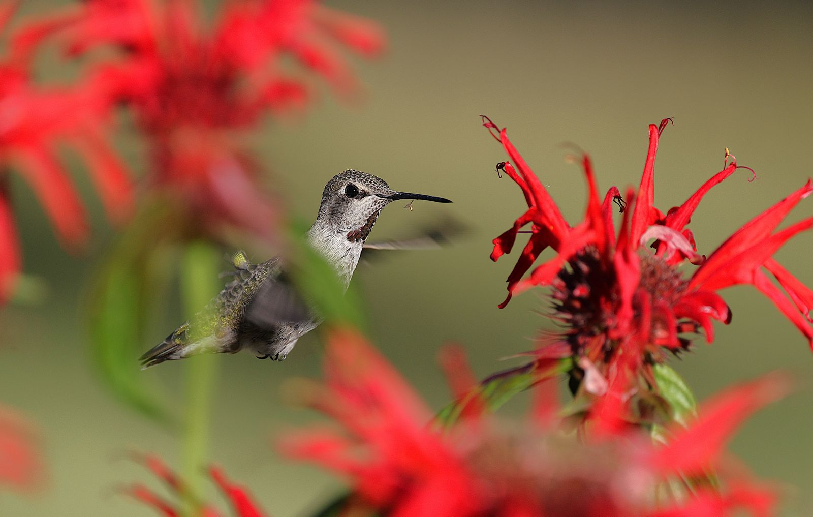 Evening Sanctuary Layouts: Illuminating Hummingbird Sightlines at Dusk