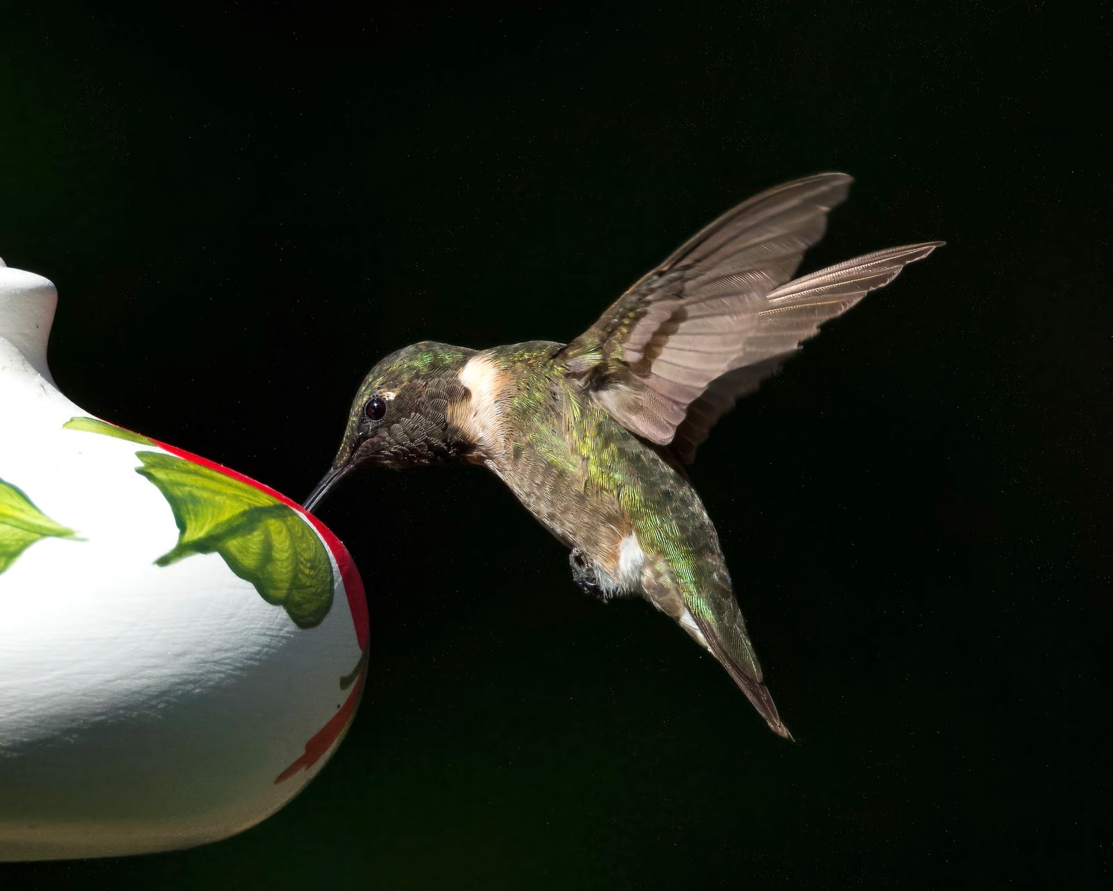How to Help Late Migrating Hummingbirds: Autumn Nectar Ratios & Takedown Guide