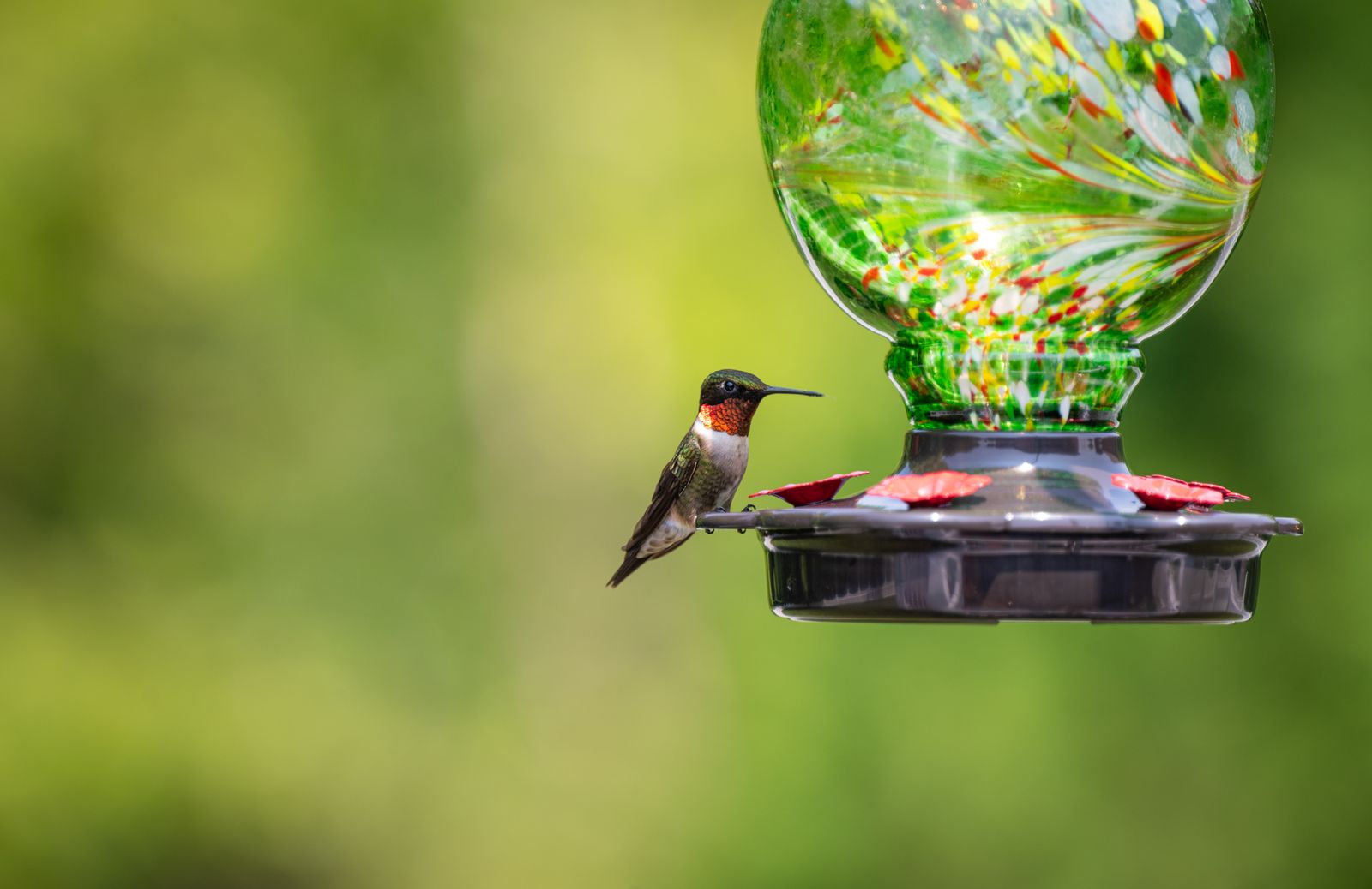 Autumn Hummingbird Migration Schedule by State & Feeder Takedown Guide