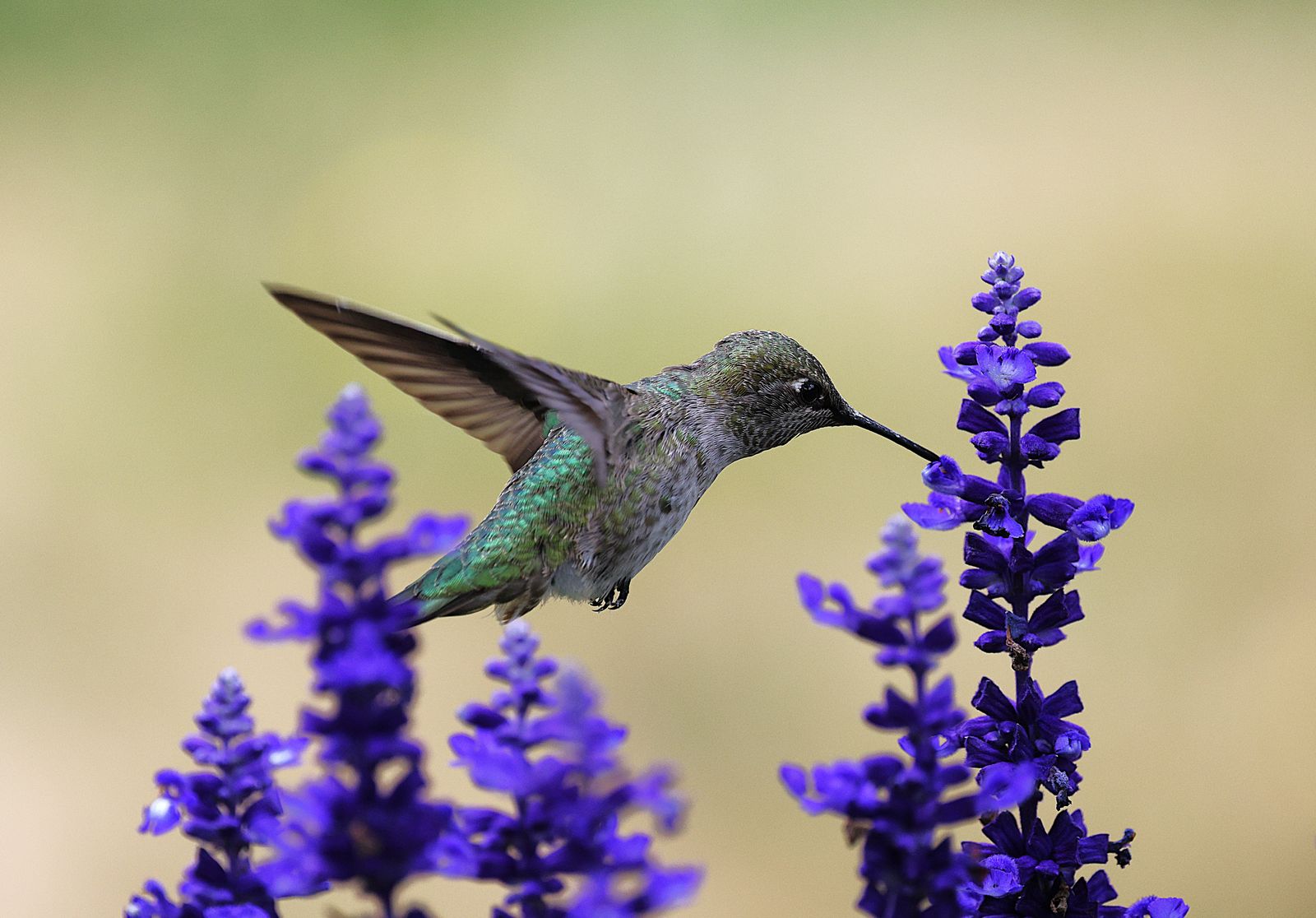 How to Fix a Leaking Glass Hummingbird Feeder: Vacuum Seal & Thermal Expansion Fixes