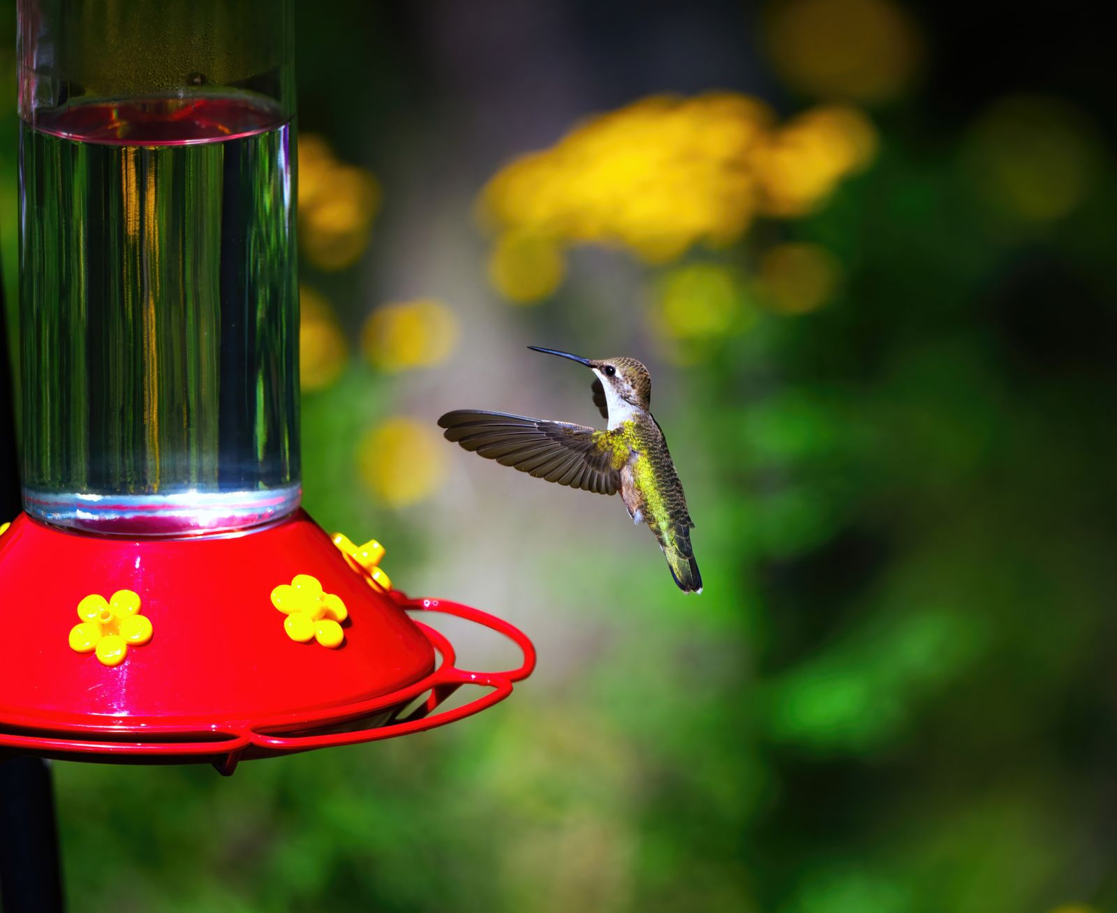 The Psychology of Garden Lighting Colors: How RGB Spectrums Transform Your Evening Sanctuary