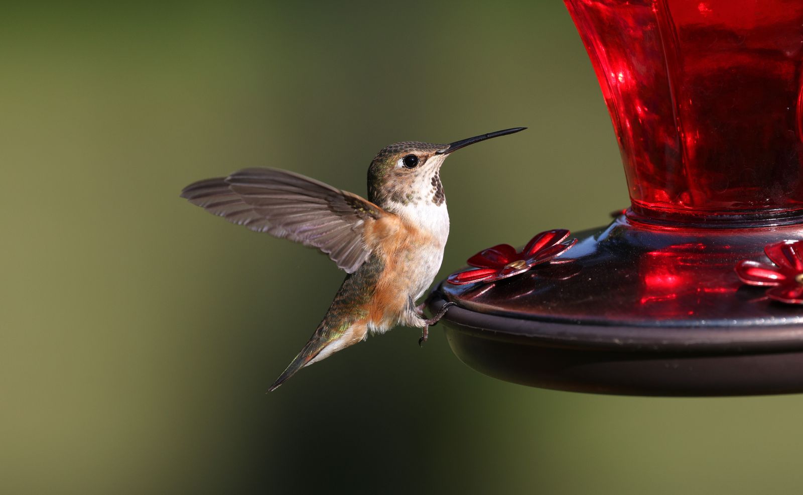 Glass vs. Plastic Hummingbird Feeder Durability: The Ultimate Outdoor Weathering Guide