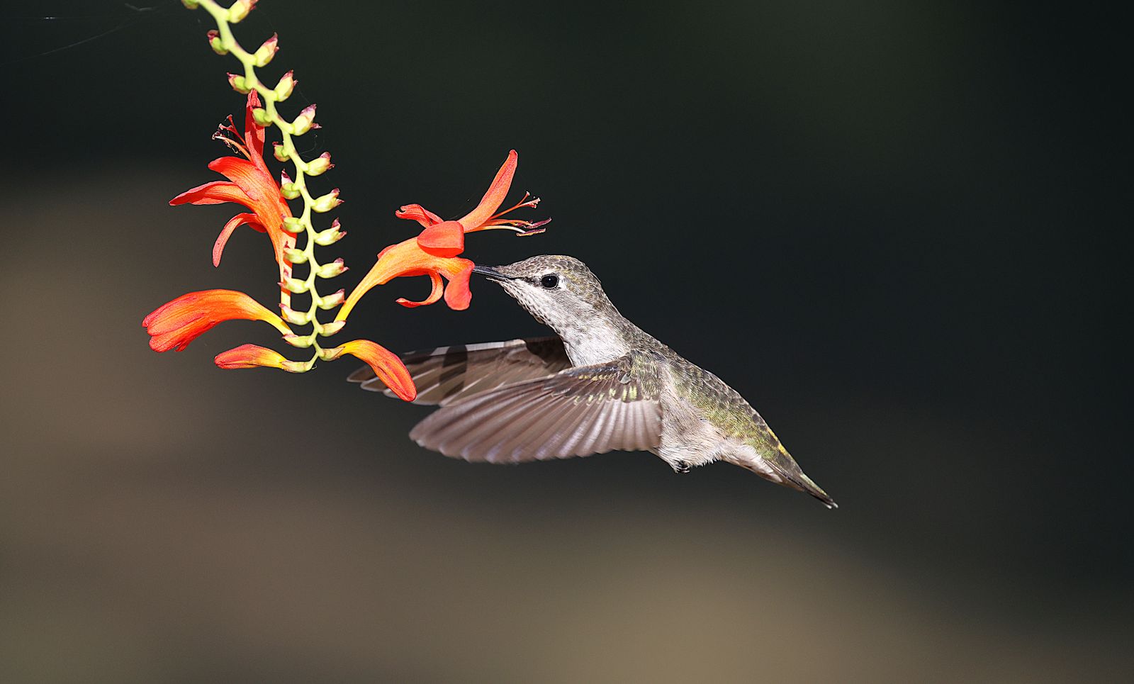Hand-Blown Glass vs. Plastic Hummingbird Feeders: Which Makes the Better Gift?