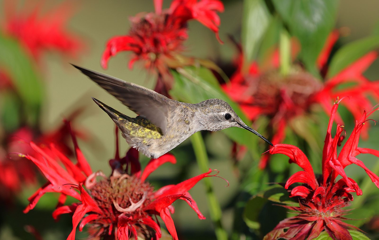Hand-Blown Glass vs. Plastic Hummingbird Feeders: Which Makes the Better Gift?