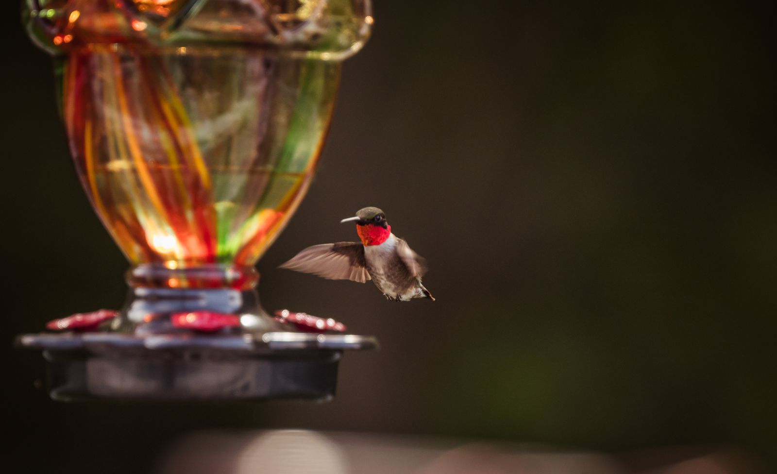 The Ultimate Hand-Blown Glass Hummingbird Feeder Buying Guide: Craftsmanship, Solar Power & Leak-Proof Design