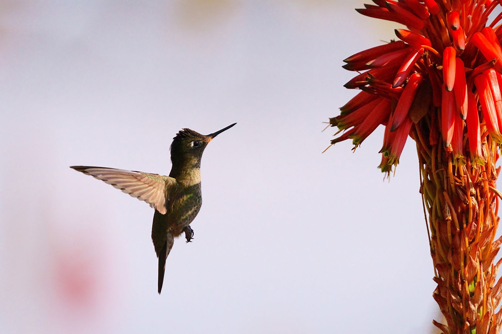 How to Clean Hand-Blown Glass Hummingbird Feeders (Safe & Easy)