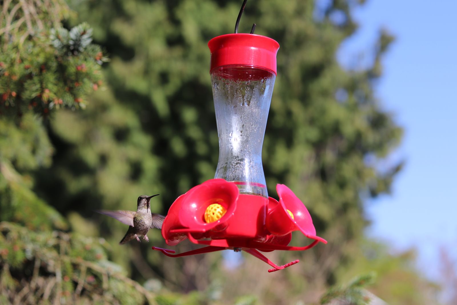 Hand-Blown Glass vs. Plastic Hummingbird Feeders: Why Artisan Craftsmanship Wins