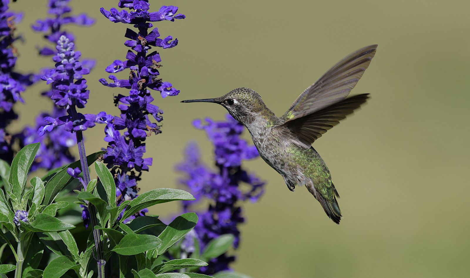 Hand-Blown Glass vs. Molded Plastic Hummingbird Feeders: Leak-Proof Base Test