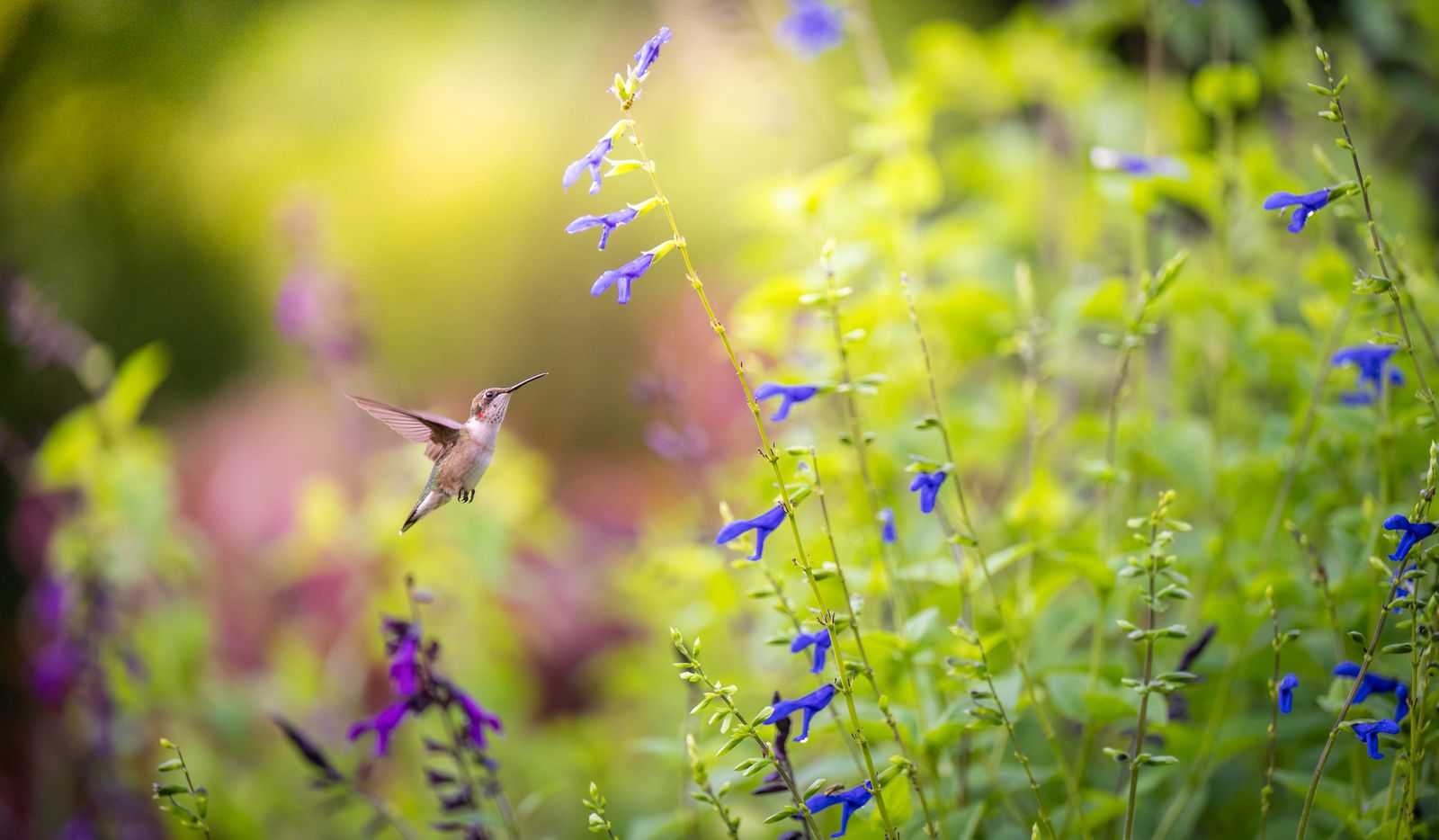 Hand-Blown Glass vs. Molded Plastic Solar Feeders: Which Belongs in Your Magical Garden?