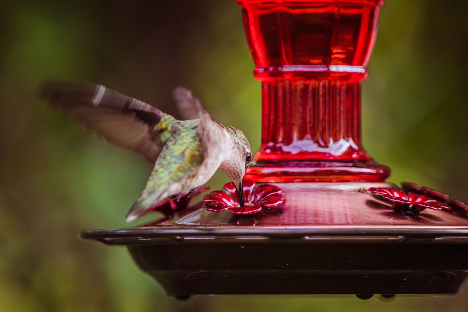 Hand-Blown vs. Factory-Molded Glass Hummingbird Feeders: Quality Guide