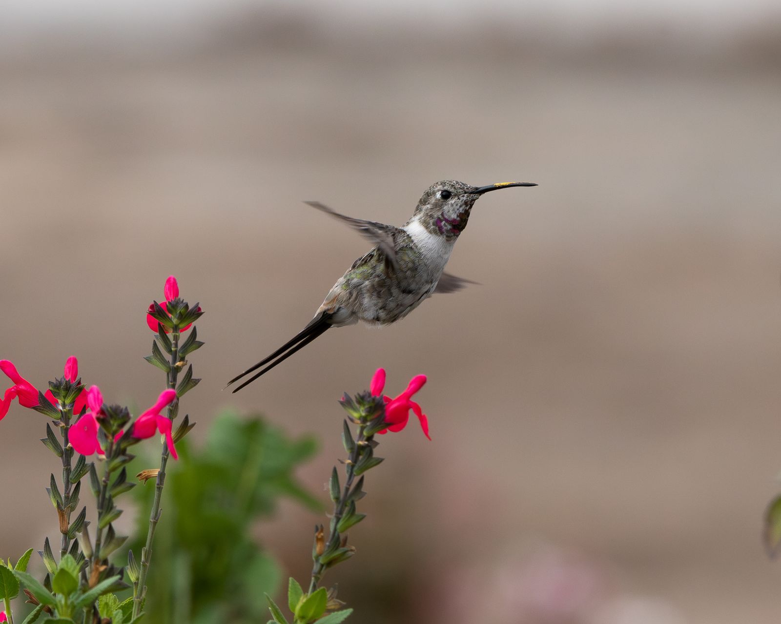 How Often Should You Clean a Solar Hummingbird Feeder?