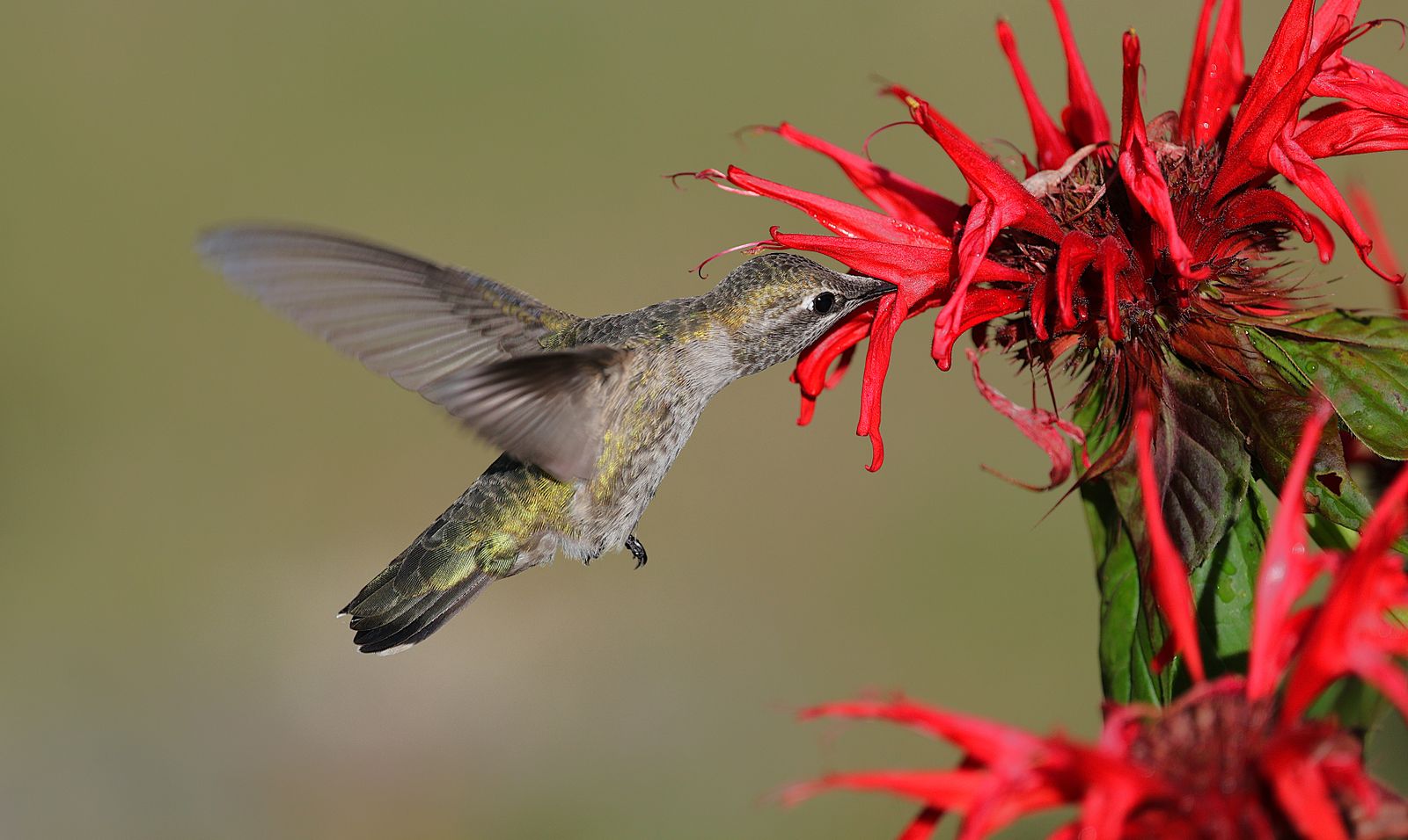 Hummingbird Nectar Heat Fermentation: Prevention & Schedule