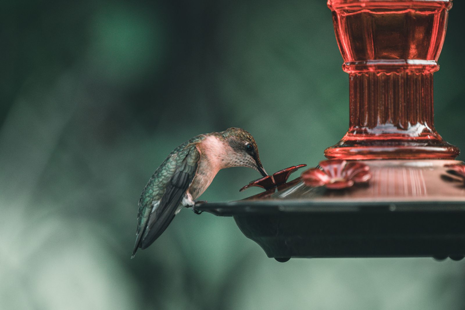 How to Clean Hand-Blown Glass Hummingbird Feeders Without Fading Color or Damaging Solar Components