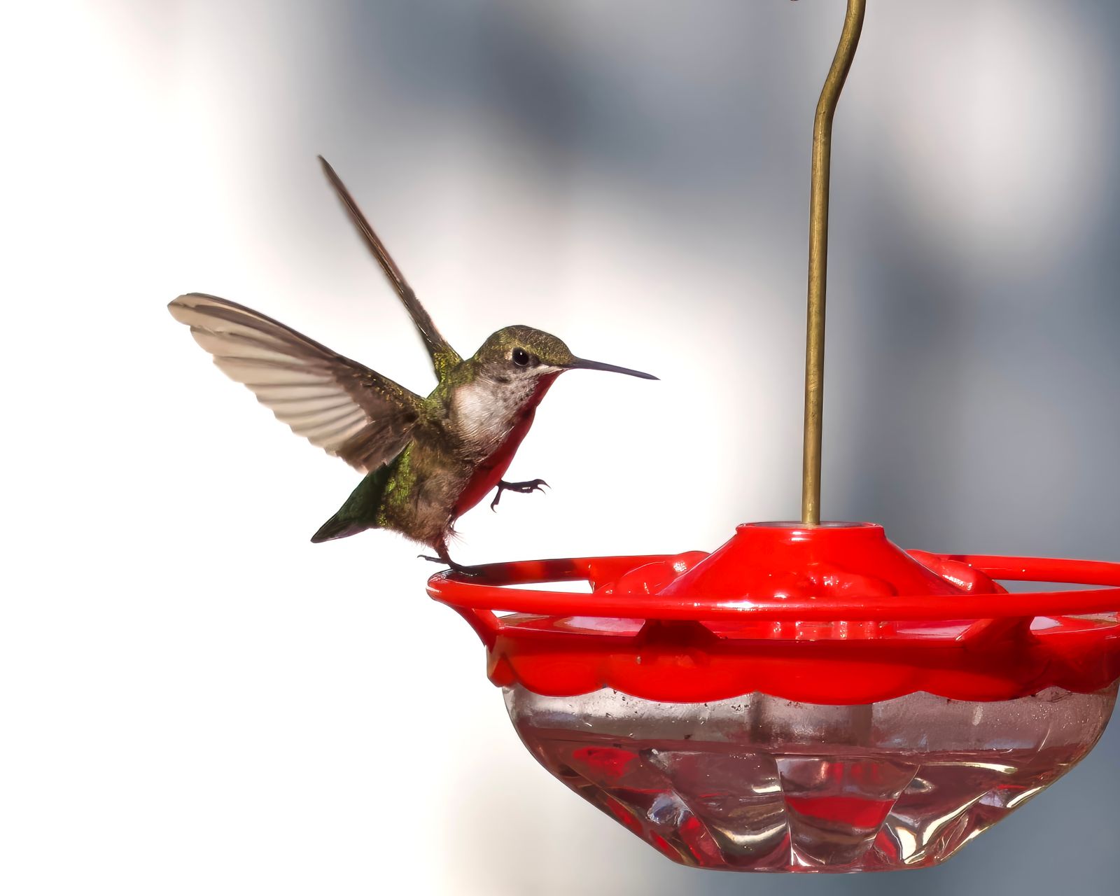 How to Clean a Solar Glass Hummingbird Feeder: Safe Seasonal Care Guide