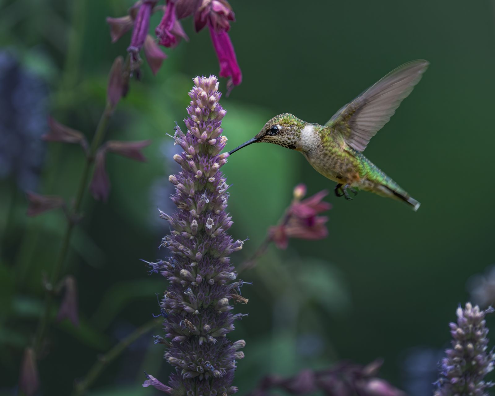 How to Clean a Solar Glass Hummingbird Feeder: Step-by-Step Sterilization Guide