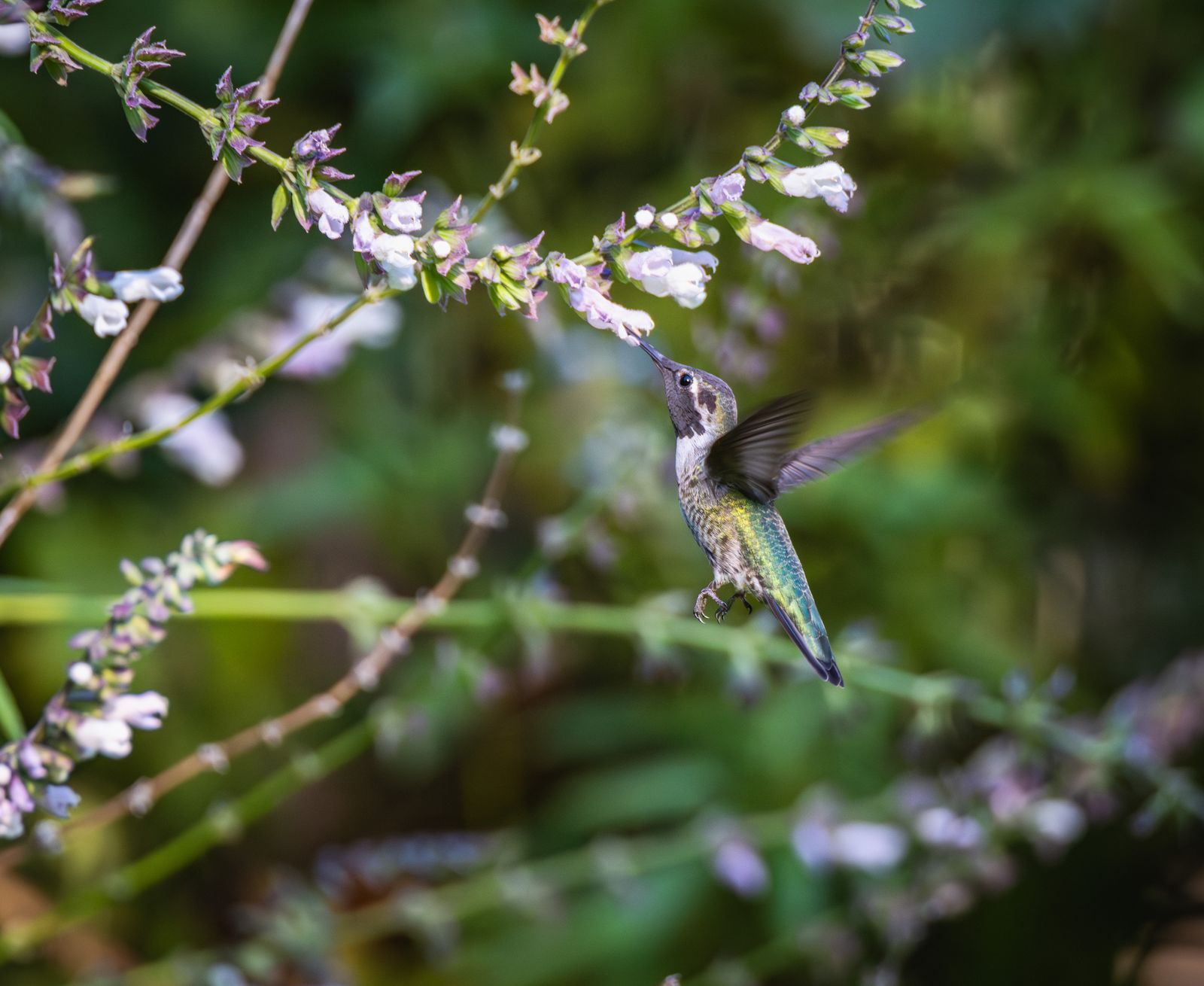 How to Incorporate Hand-Blown Glass Decor into Your Backyard Bird Sanctuary
