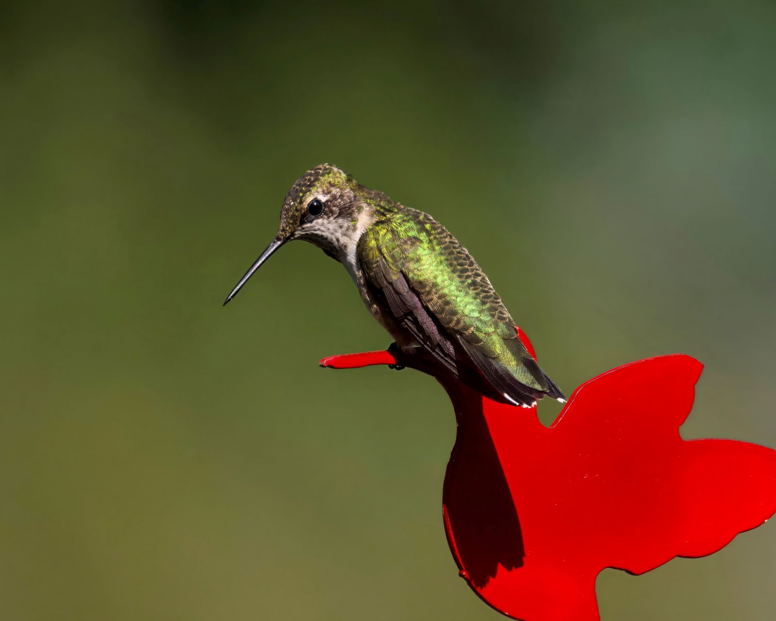 How to Keep Rain Out of Your Hummingbird Feeder: Weather Shielding & Nectar Safety Guide