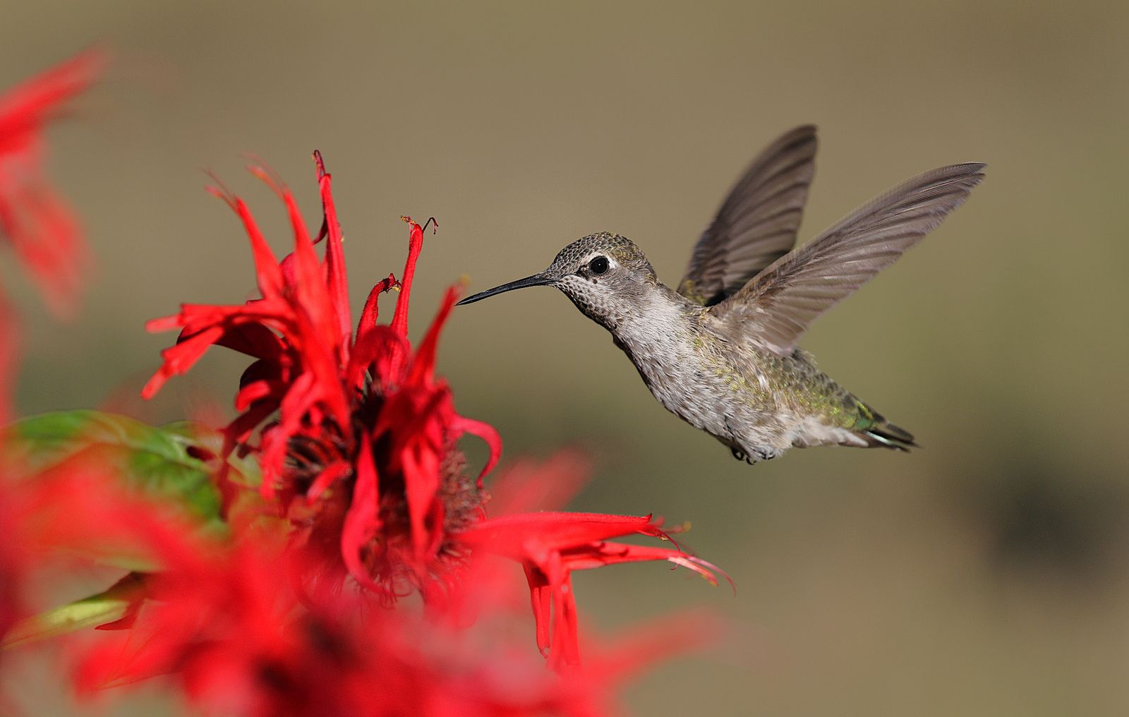 Why Is Your Hummingbird Feeder Leaking After Rain? (And How to Fix It)