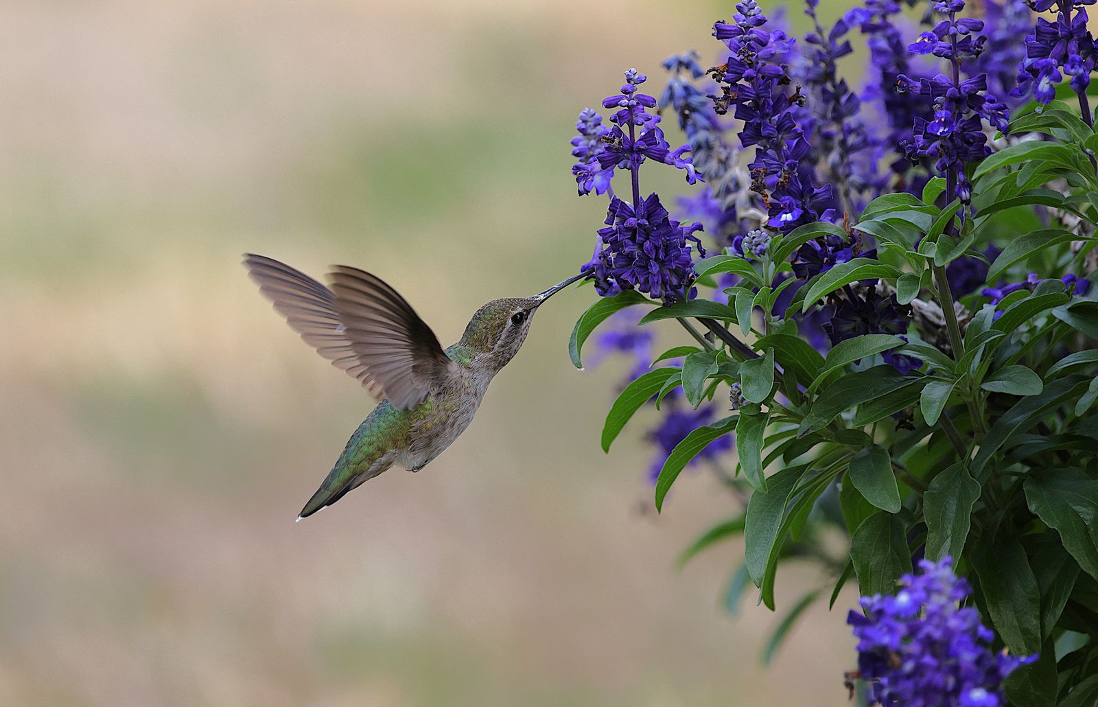 Hummingbird Feeder Gasket and O-Ring Maintenance: FAQs for a Drip-Free Garden