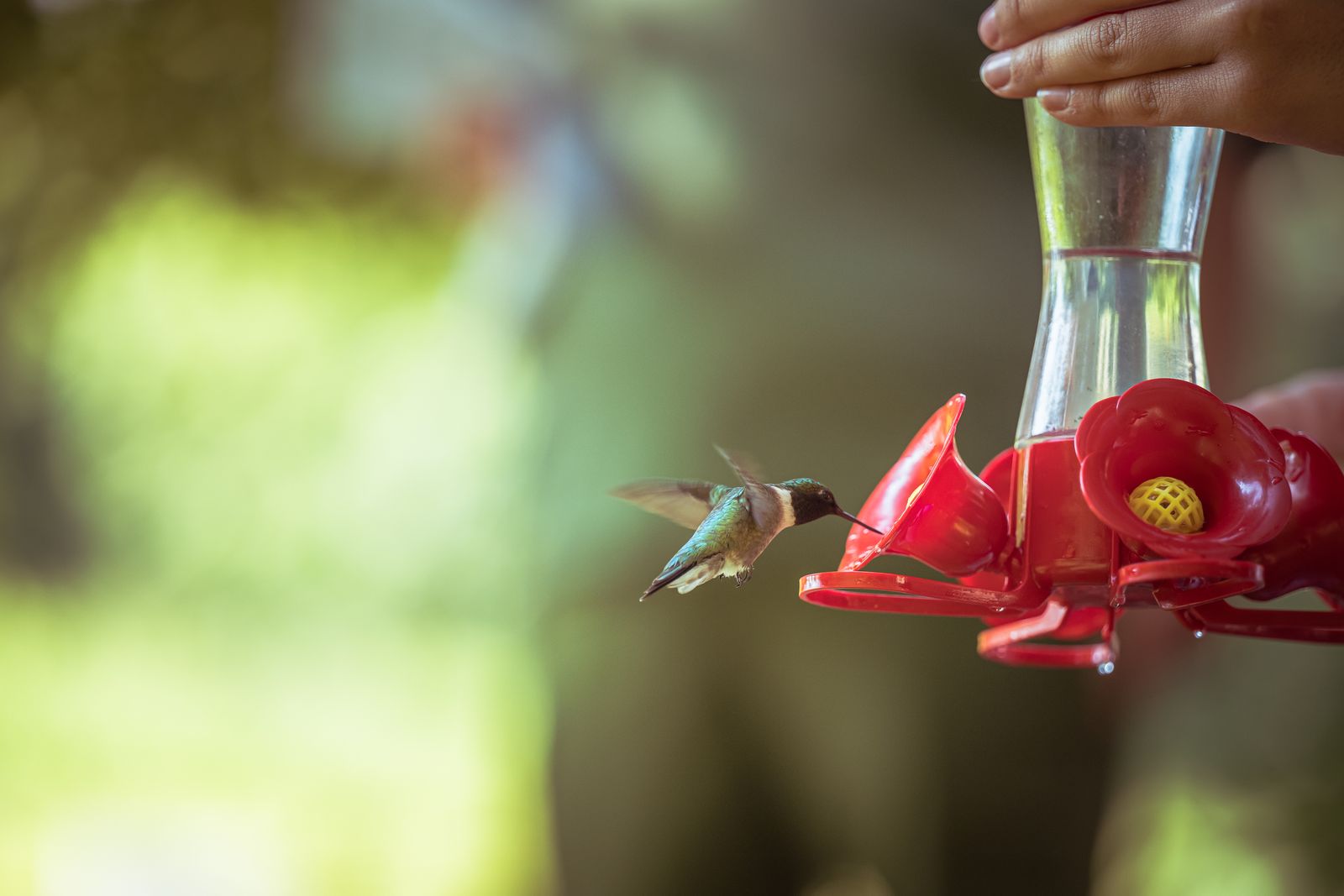 Going Away for a Week: A Practical Plan for Your Hummingbird Feeder
