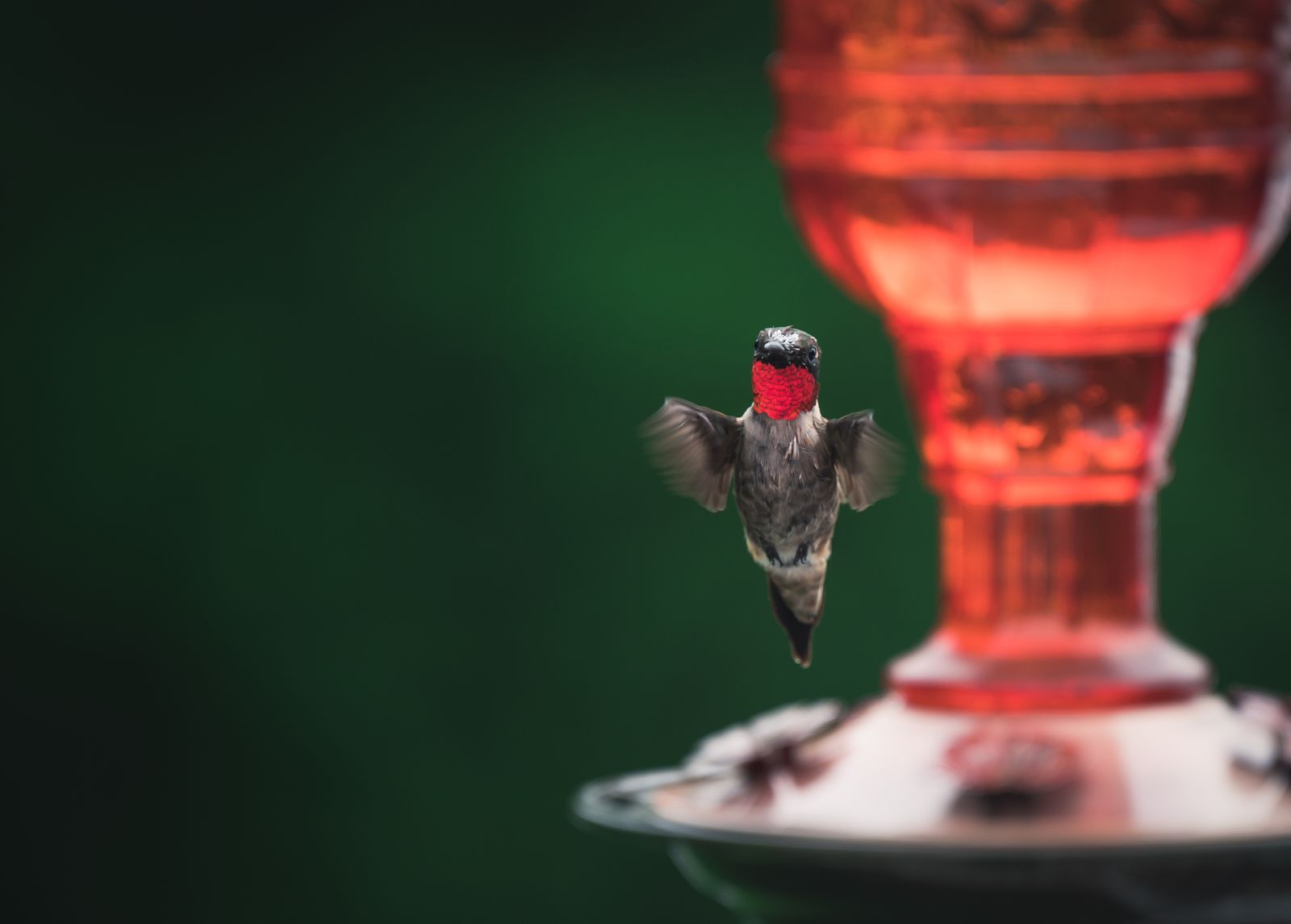 Hummingbird Nectar Safety FAQ: Spoilage, Mold, and Feeder Hygiene Answered