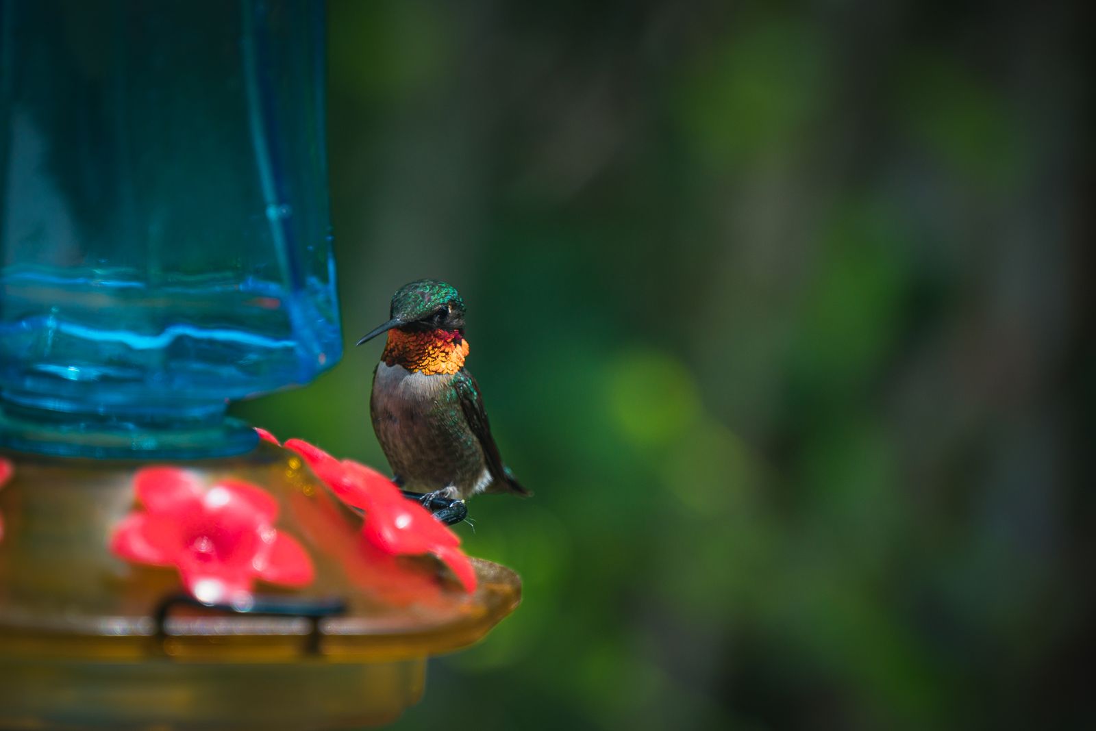 Hummingbird Territorial Behavior in Summer: High-Volume Feeder Guide