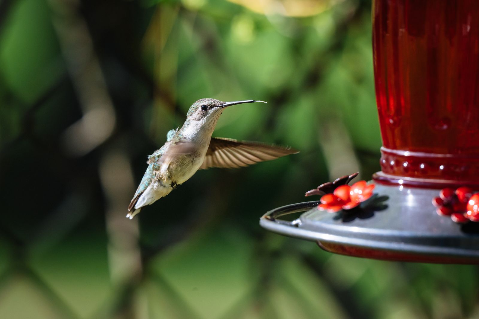Jewel-Toned Glass vs. Bright Neon Finish: Which Feeder Hue Captures More Sightings?
