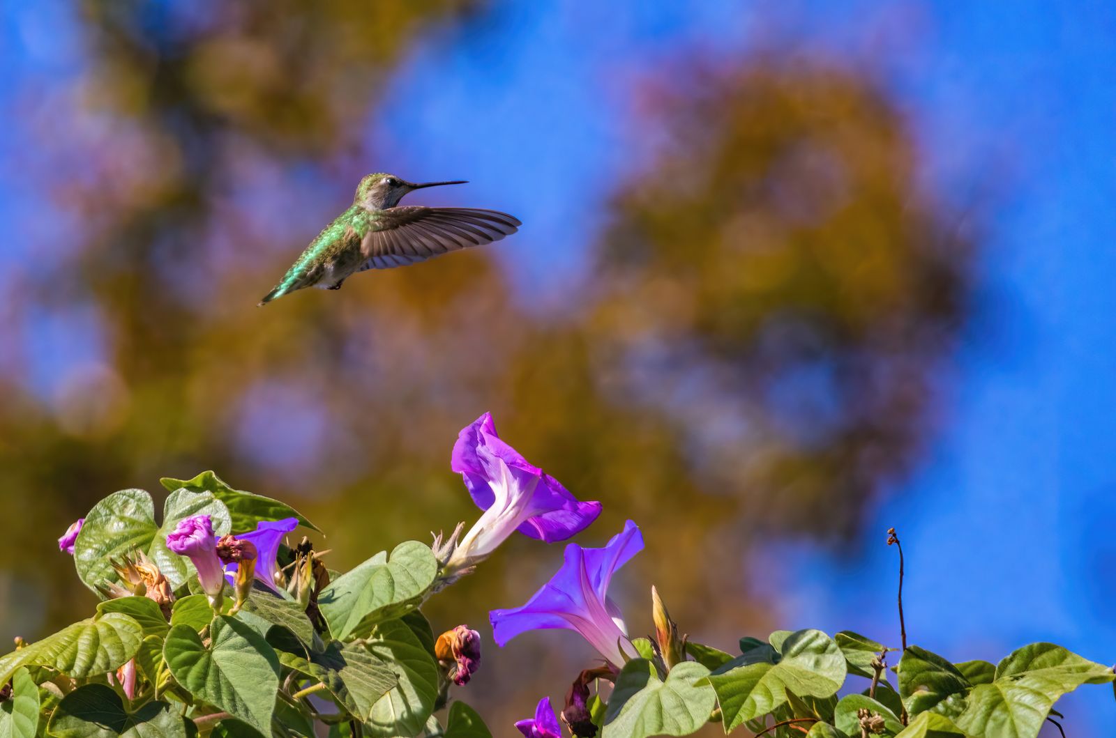 How to Keep Night Predators Away From Solar Hummingbird Feeders