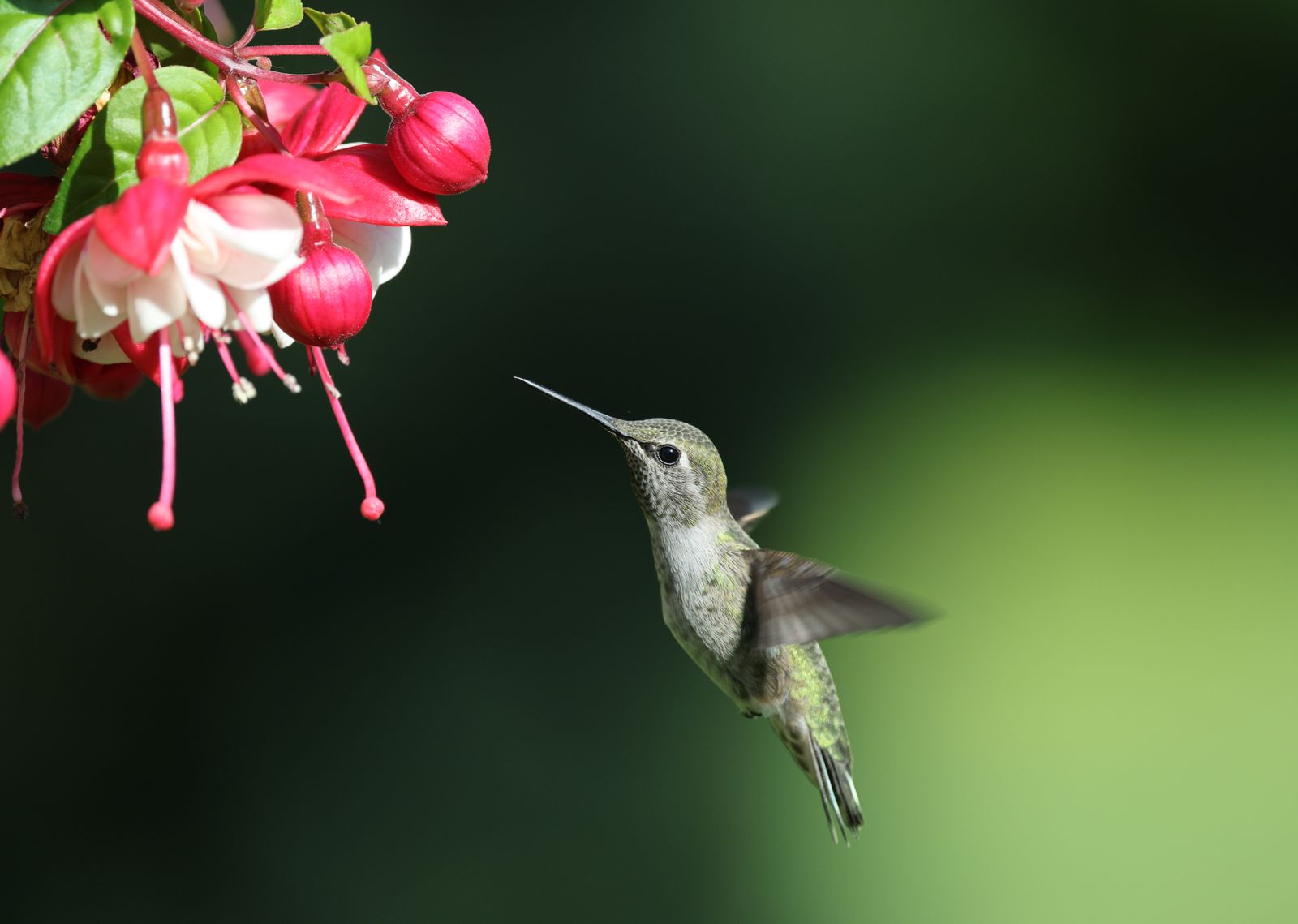 Late-Season Hummingbird Attraction: Using Bright Colors and Light as Flowers Fade